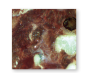 Optical observation image (Salami)