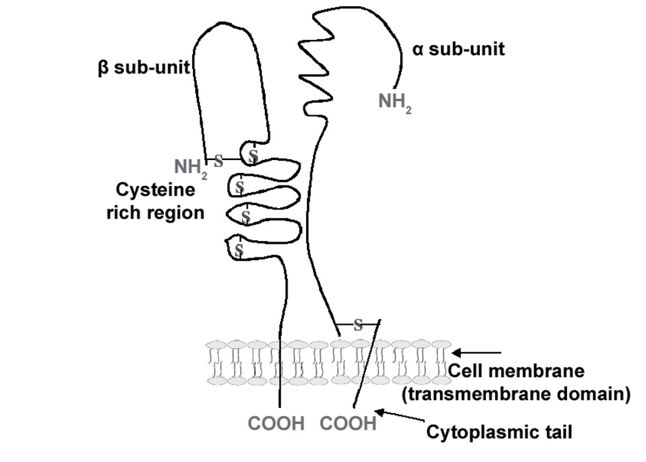 Insights into thrombosis mechanisms using high resolution SERS Insights into thrombosis mechanisms using high resolution SERS