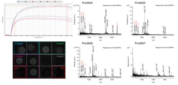 Streamlined SPRi-MS coupling to detect and identify a kinase in Cell lysate using the DARPins as binders Streamlined SPRi-MS coupling to detect and identify a kinase in Cell lysate using the DARPins as binders