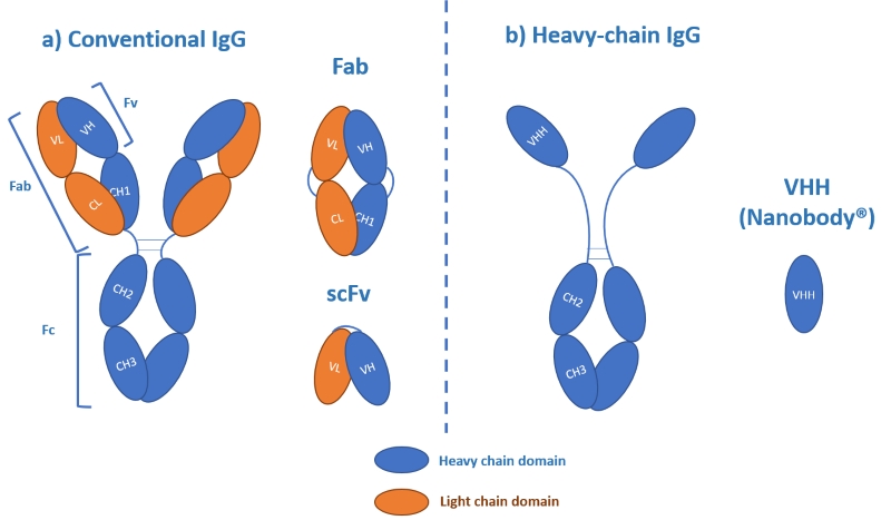 Production of a single domain antibody Q17c directed against recombinant HER2 protein and its binding study by Surface Plasmon Resonance imaging technology Production of a single domain antibody Q17c directed against recombinant HER2 protein and its binding study by Surface Plasmon Resonance imaging technology
