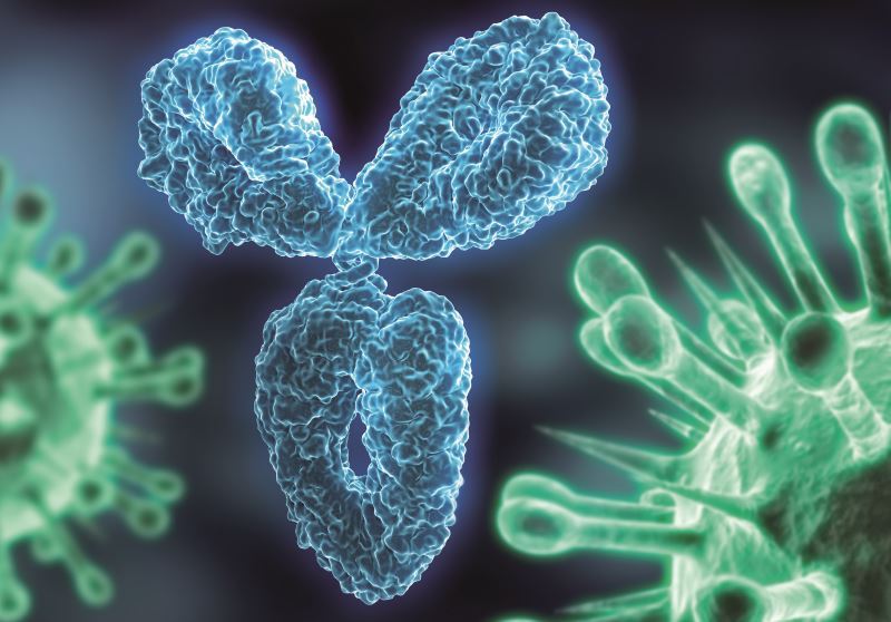 Production of a rescued recombinant monoclonal antibody directed against a steroid hormone and its binding study thanks to Surface Plasmon Resonance imaging technology Production of a rescued recombinant monoclonal antibody directed against a steroid hormone and its binding study thanks to Surface Plasmon Resonance imaging technology