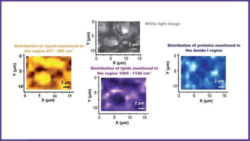 Spectroscopic characterization of the structure of the wheat grain (Triticum aestivum). Raman Mapping of Wheat Grain Kernels