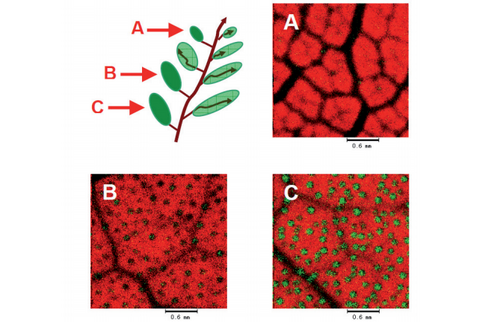 Elemental micro-analysis of leaves using EDXRF