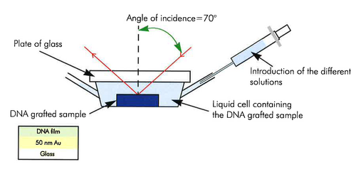 Spectroscopic Ellipsometric measurements on biochip structures in a liquid flow cell environment