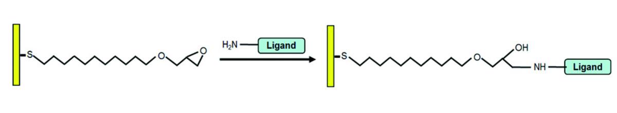Immobilisation of ligand on a Cep sensor Biochip.