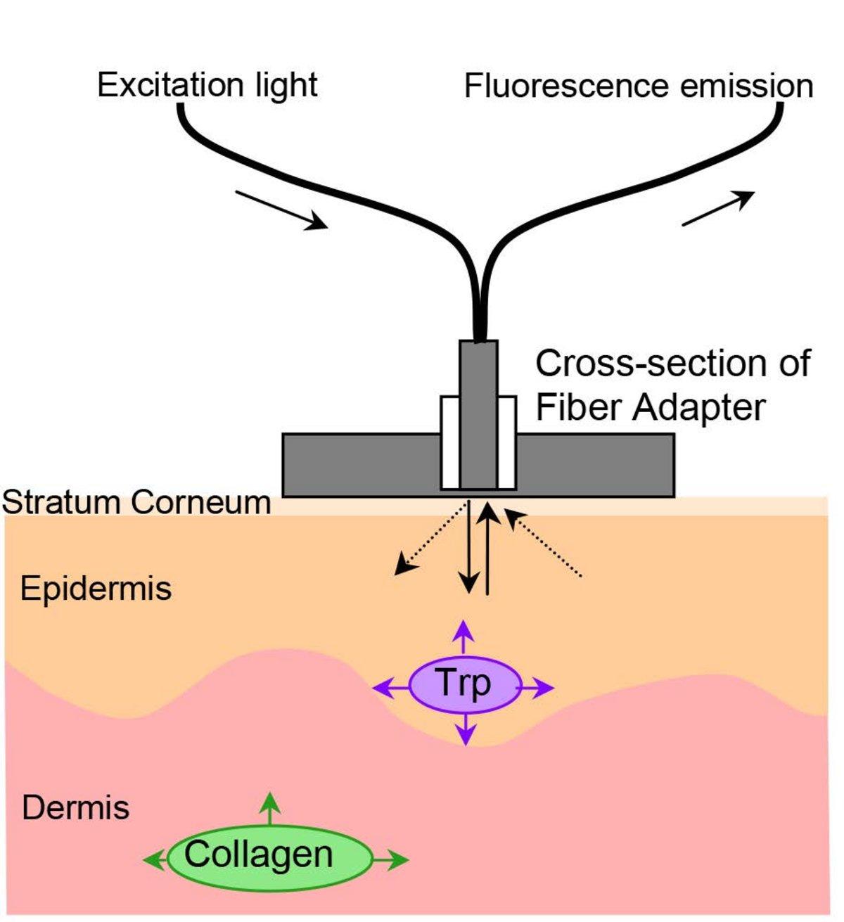 Endogenous Skin Fluorescence In Vivo on Human Skin