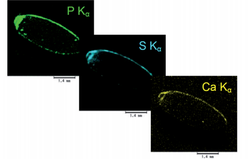 Elemental analysis of single rice grains using XRF micro-analysis