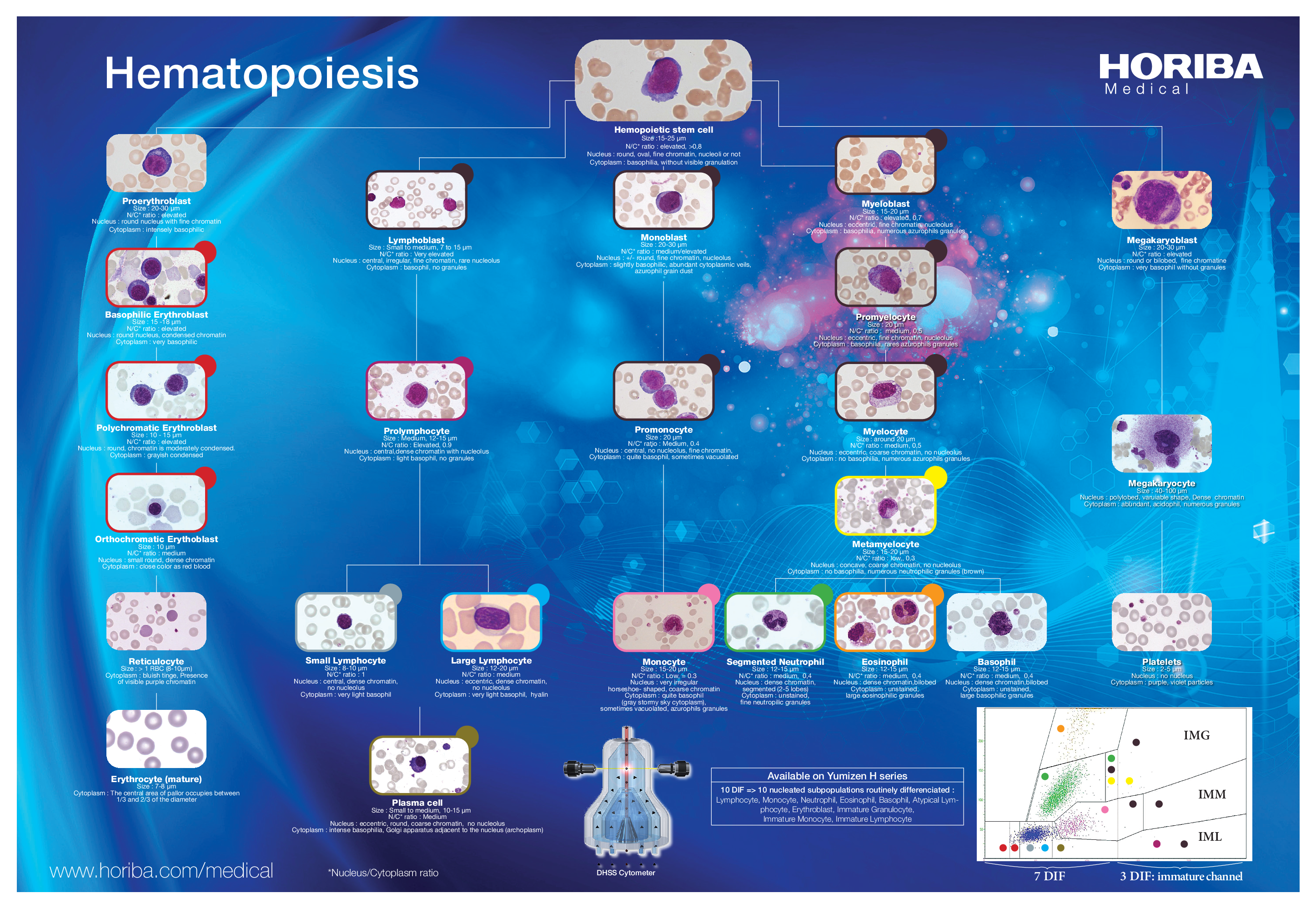 Hematopoiesis_Hematology_Poster_HORIBA Medical thumbnail