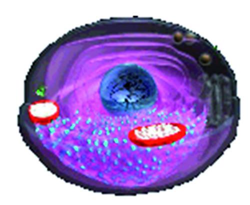 SERS Analysis of single living lymphocytes