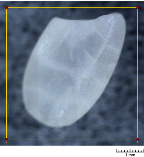 Inorganic nutrient distribution imaging in a single rice grain using micro-XRF