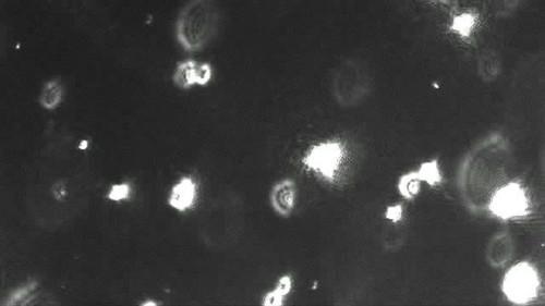 Characterization of Sub-Visible Particles in Protein Therapeutic Formulations