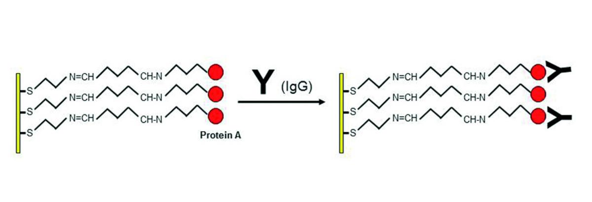 Orientated immobilization of antibodies on a COa sensor Biochip.