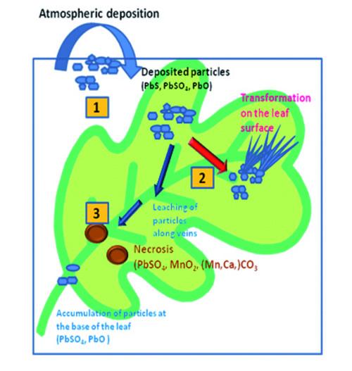 Confocal Raman microspectrometry imaging combined with chemometric methods