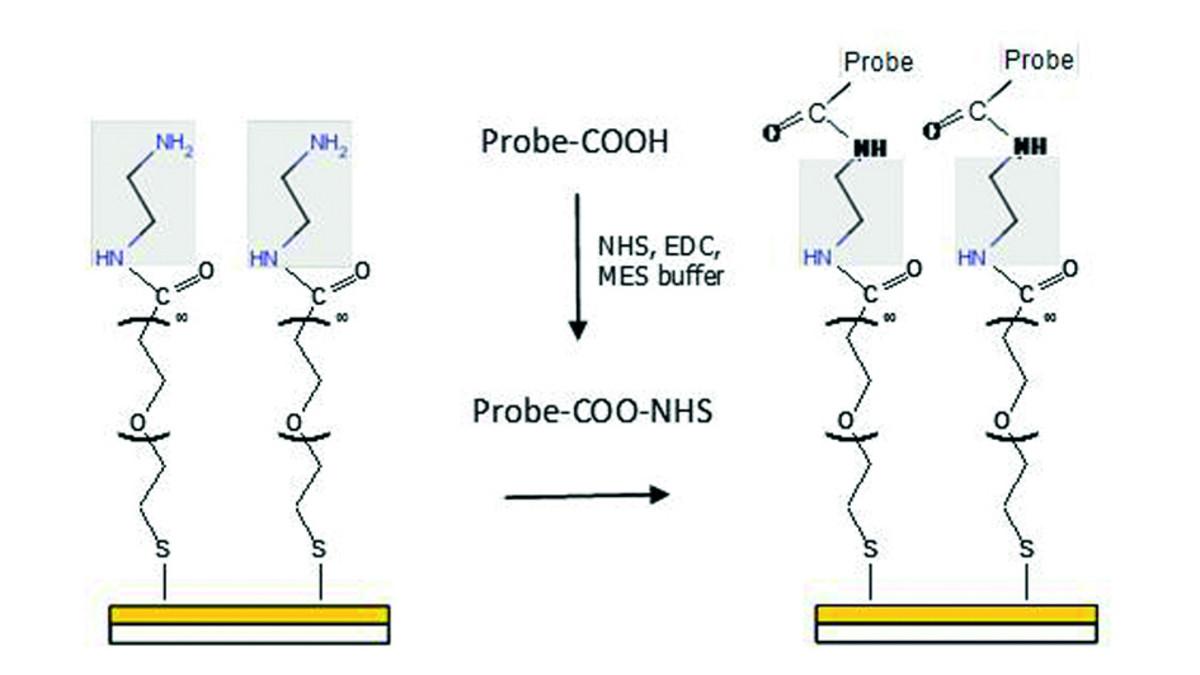 Immobilization of ligand on a Cs-EDA sensor Biochip.