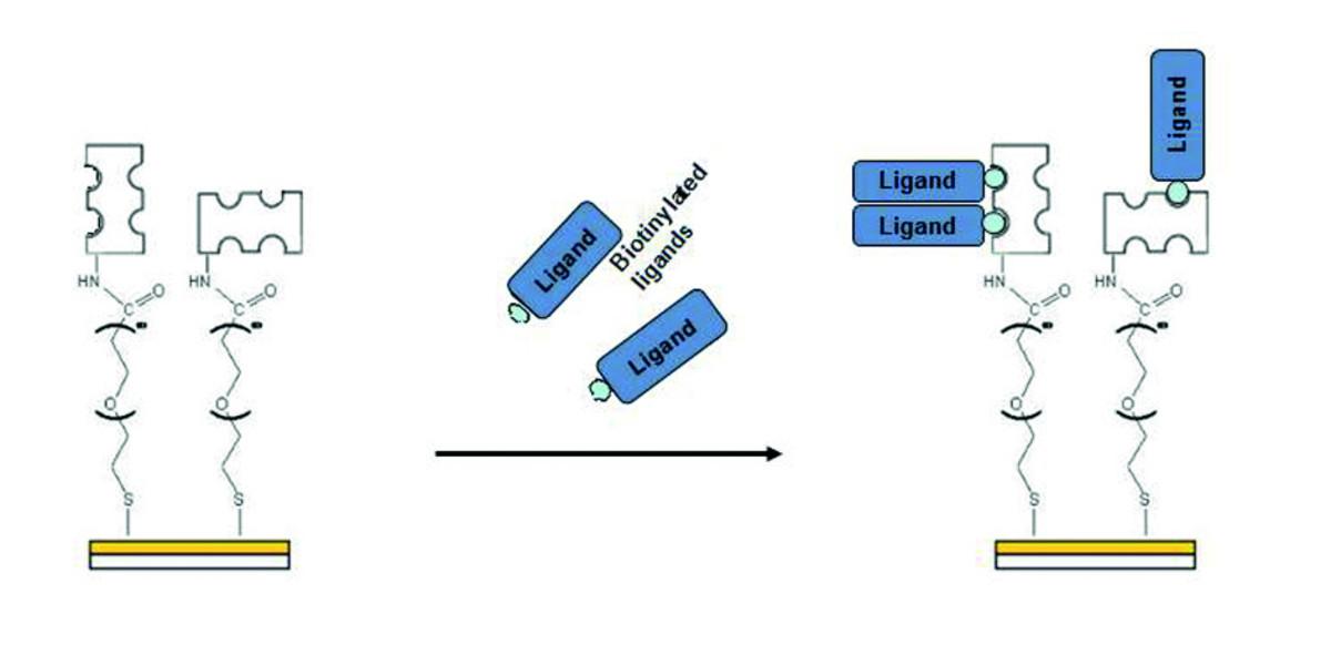 Immobilization of a biotinylated ligand on a CSe sensor Biochip.