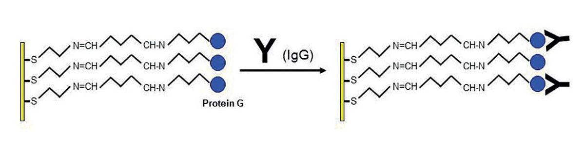 Orientated immobilization of antibodies on a COg sensor Biochip.