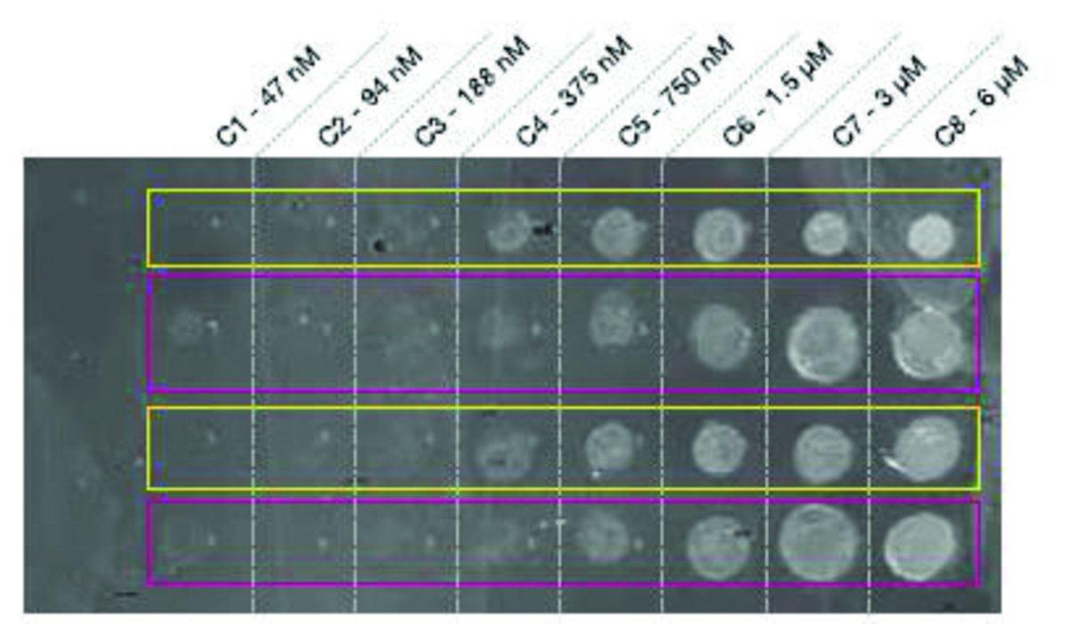 Image of the spotted SPRi-Biochip.