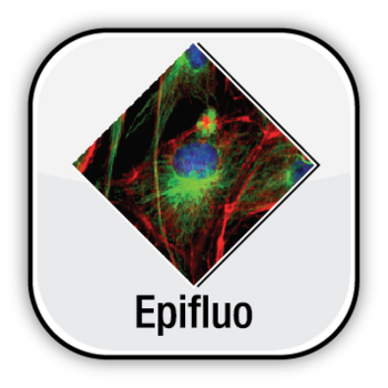 Epifluorescence