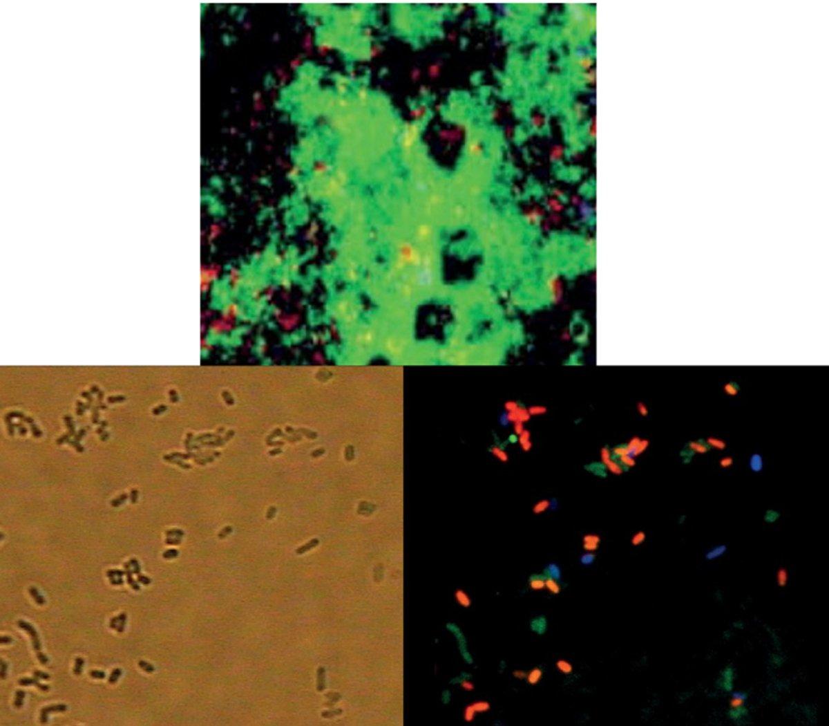 Combining the Raman and epifluorescence techniques on a single microscope system allows fast location of regions of interest within biological samples and targeted chemical analysis.