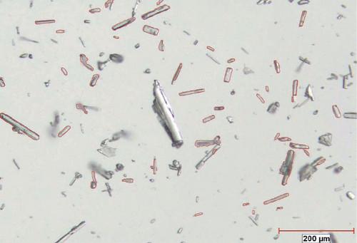 Size and Shape Characterization of Pharmaceutical Active Ingredients