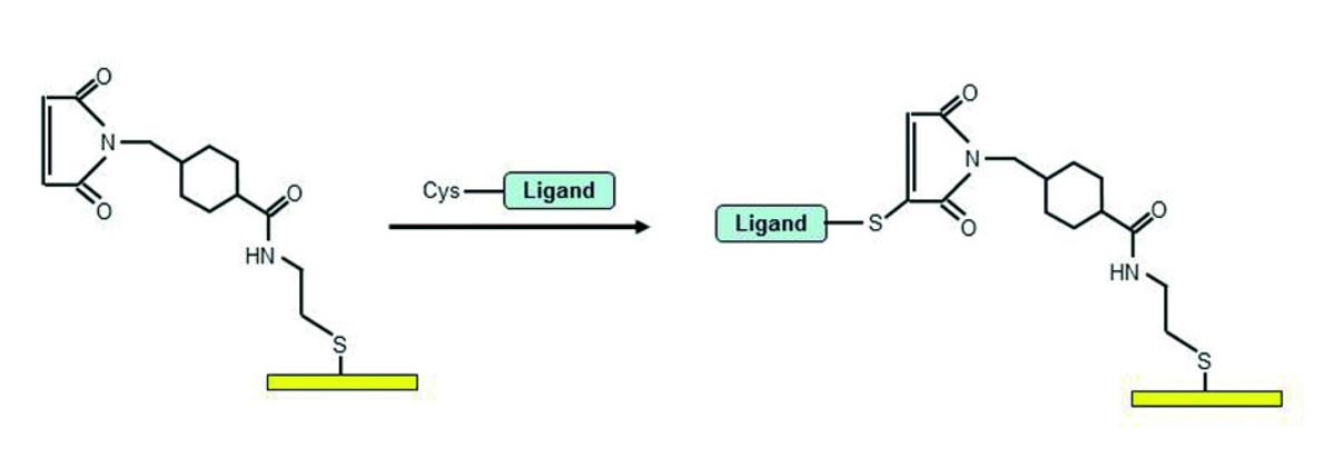 CIm surface chemistry is suitable for immobilizing molecules with SH groups.