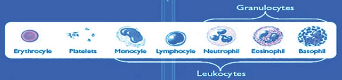 blood cells_technology_image_HORIBA Medical