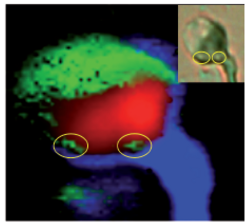 Raman Analysis of Sperm Nuclear DNA Integrity