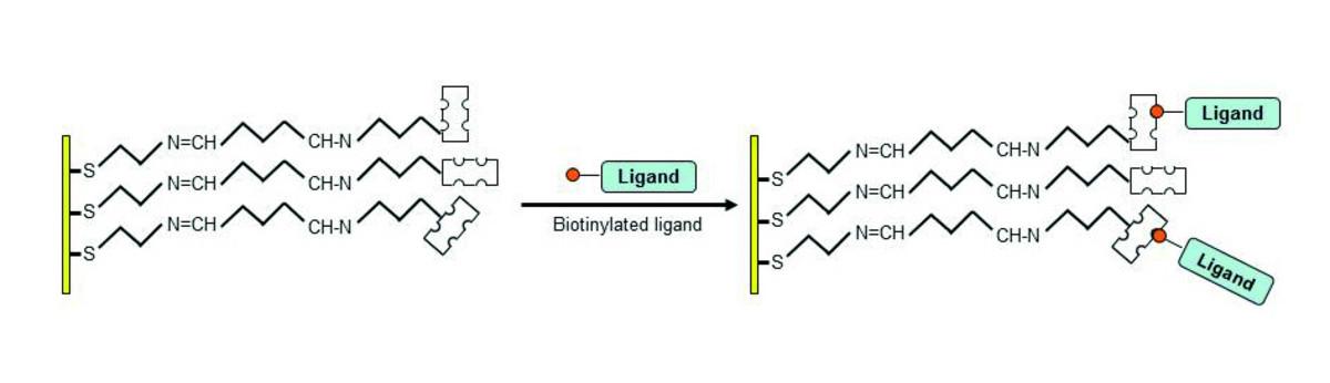 Immobilization of a ligand on a COe sensor Biochip.