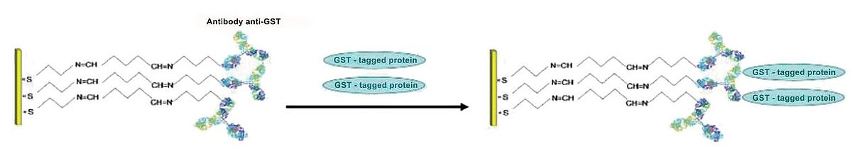 Immobilization of a GST-tagged ligand on a CTg sensor Biochip.