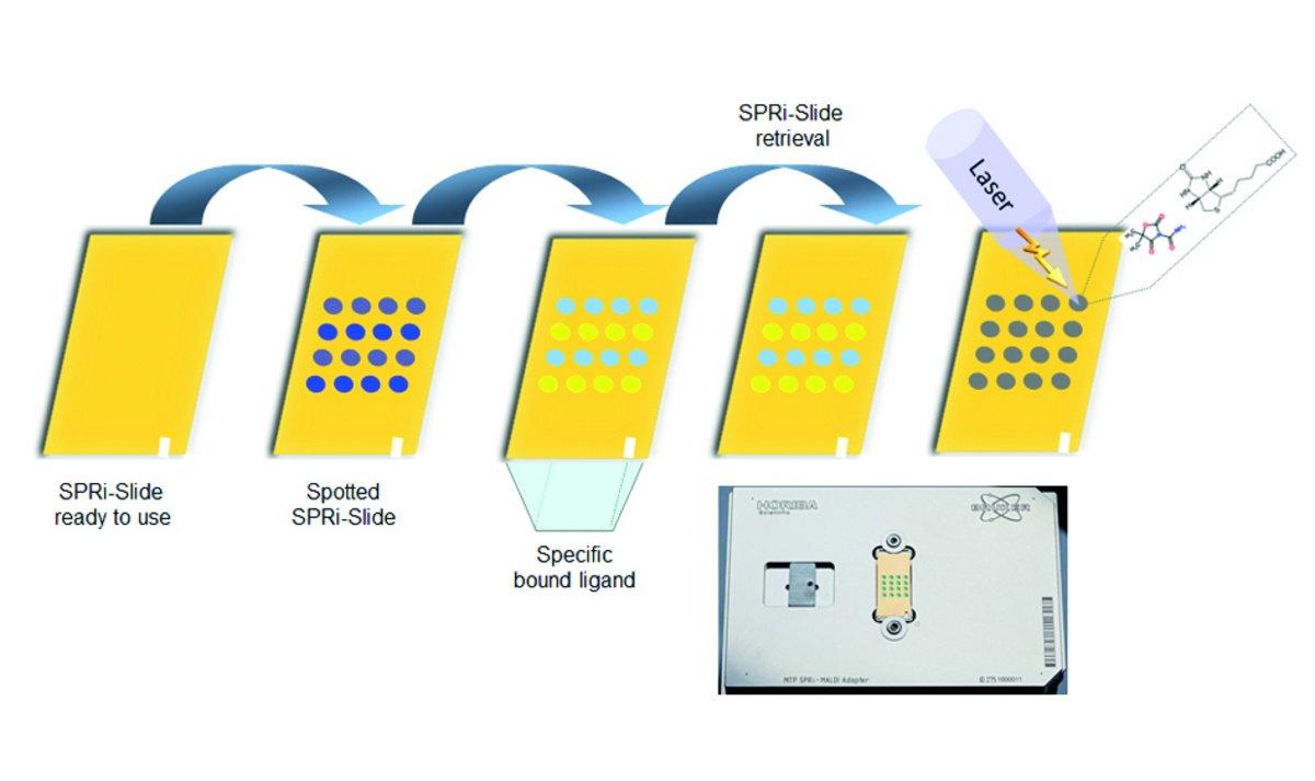Coupling between SPRi and MALDI-MS (Matrix-assisted laser desorption-ionization-Time of flight (MALDI-ToF).