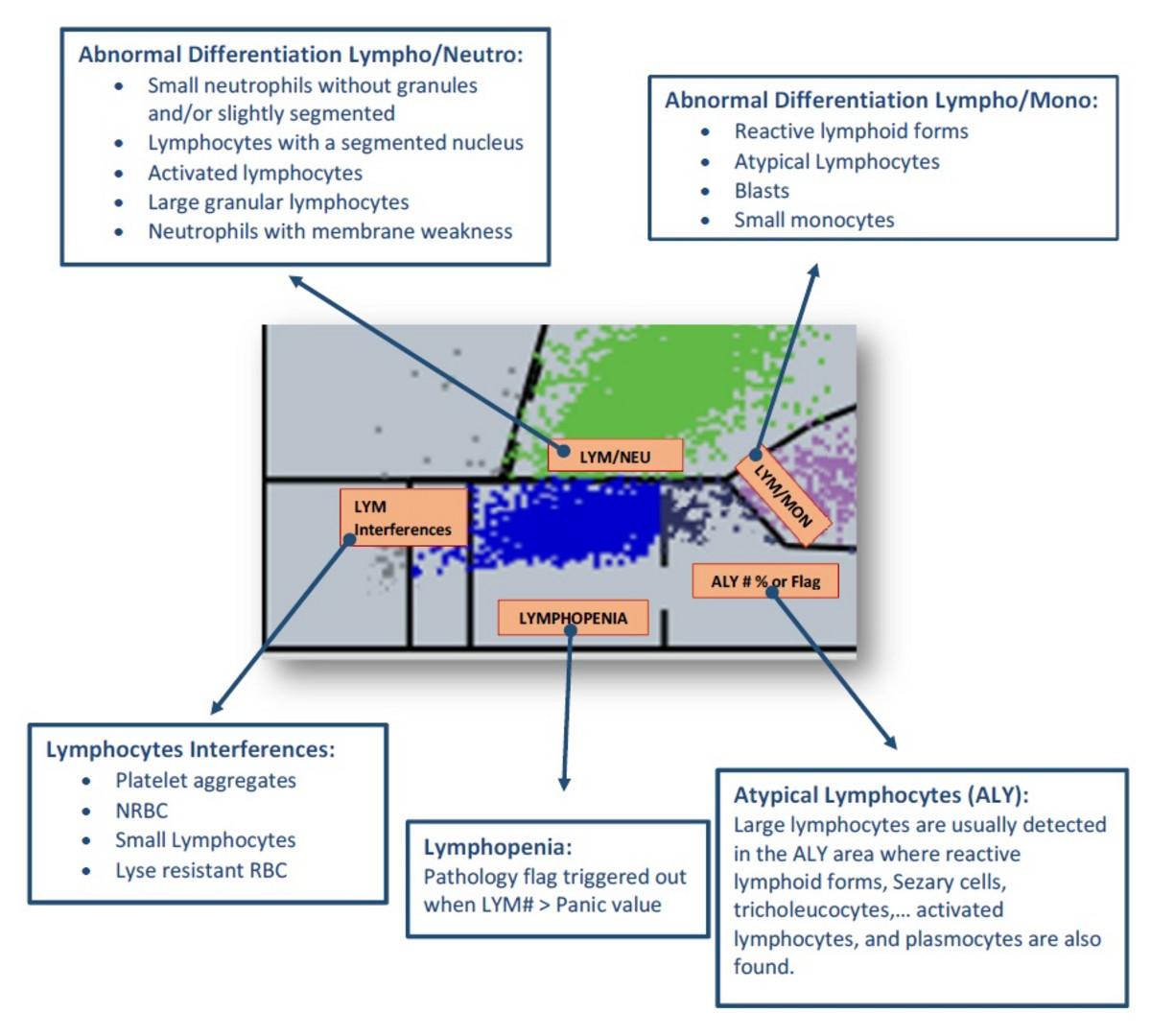Lymphocytes_Count__LYM__details_image_HORIBA_Medical.jpg Lymphocytes_Count__LYM__details_image