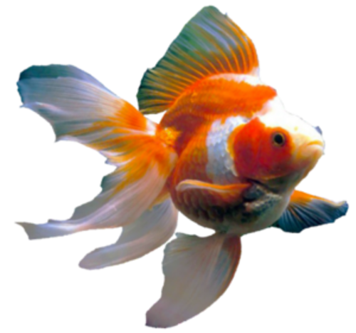 Aquarium Water Testing