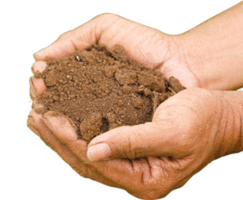 Soil pH and Nutrient Availability