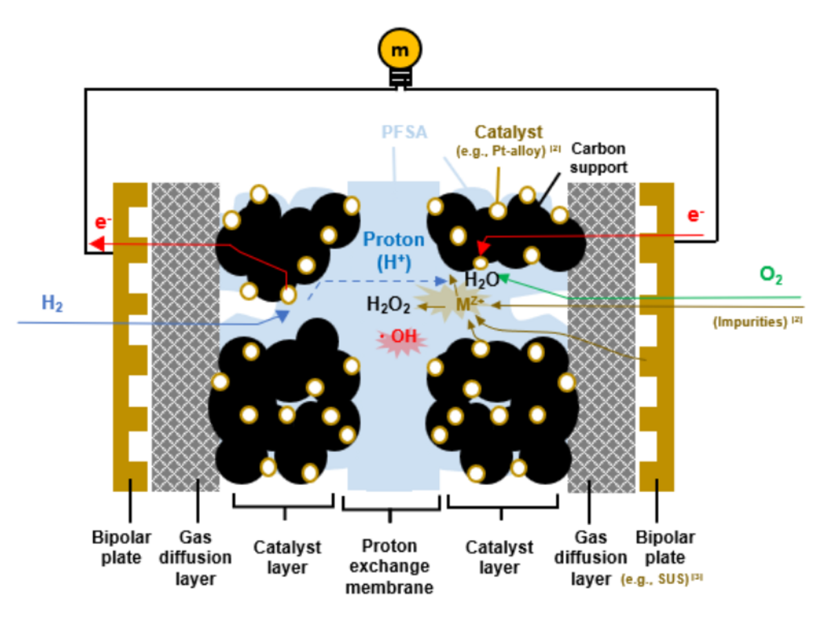 Metal cations (Mz+) derived from various possible sources in a PEMFC