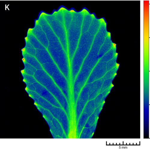 Plant science - Inorganic element imaging on a leaf using micro-XRF