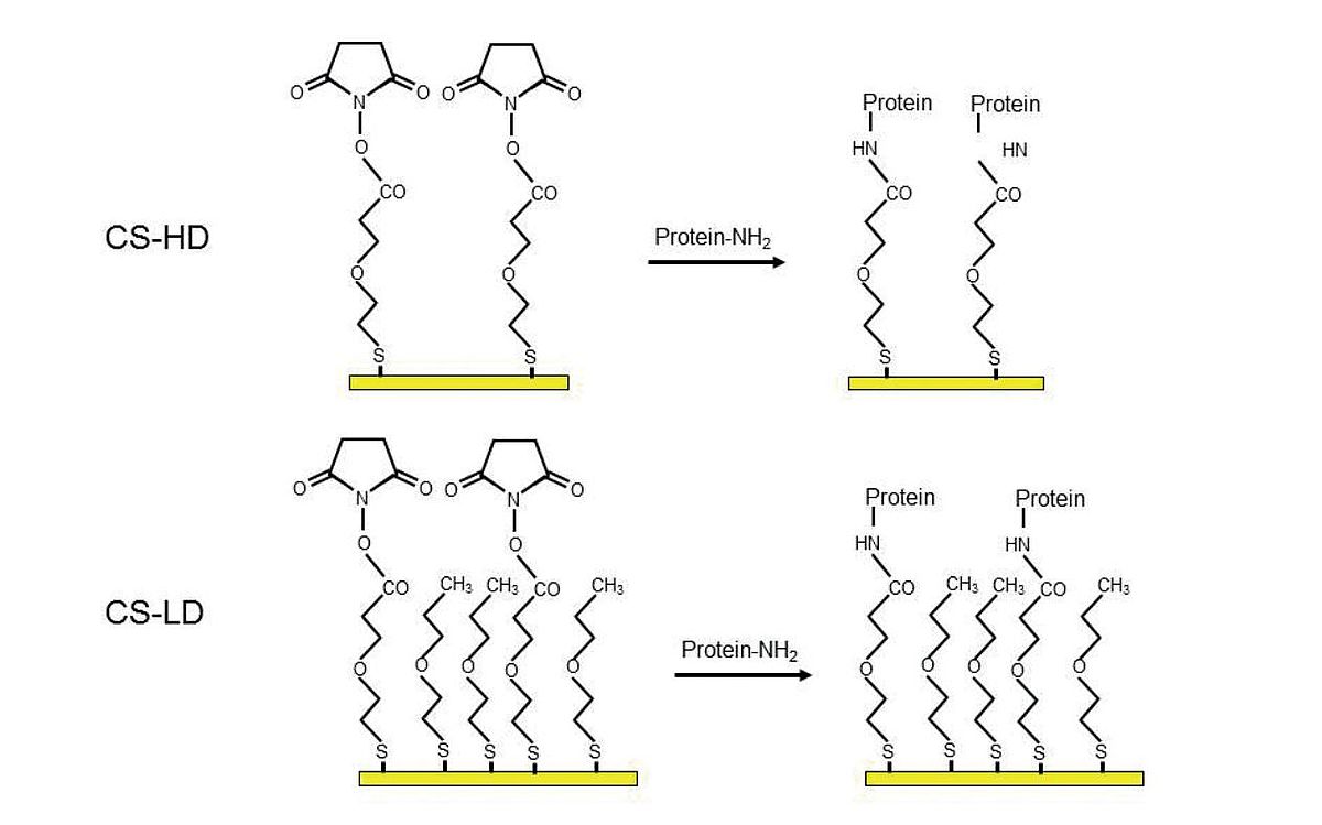 Immobilization of a ligand on a CS-HD or CS-LD sensor Biochip.