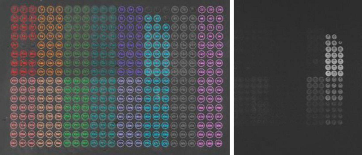 Image of an array with 400 spots and difference image of the biochip after interaction.