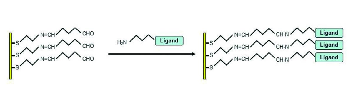 Immobilization of a ligand on a CO sensor Biochip.