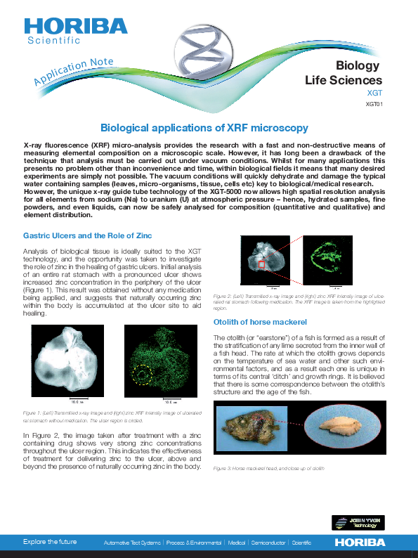 Biological Applications of XRF Microscopy thumbnail