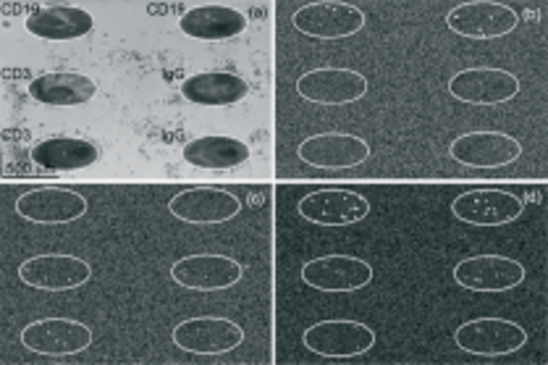 Real time detection of lymphocytes with SPRi
