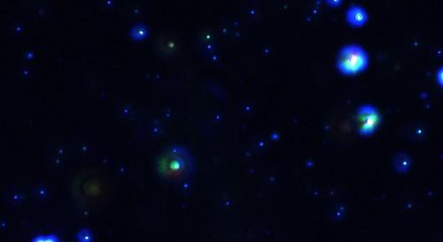 Achieving Infectious Titer with Multi-laser Nanoparticle Tracking Analysis (NTA)