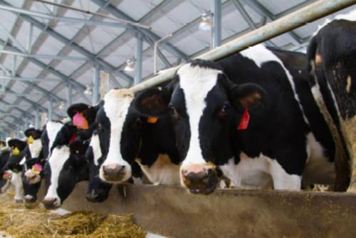 Milk Homogenization Evaluation by Particle Analysis