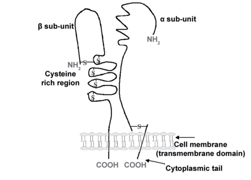 Insights into thrombosis mechanisms using high resolution SERS