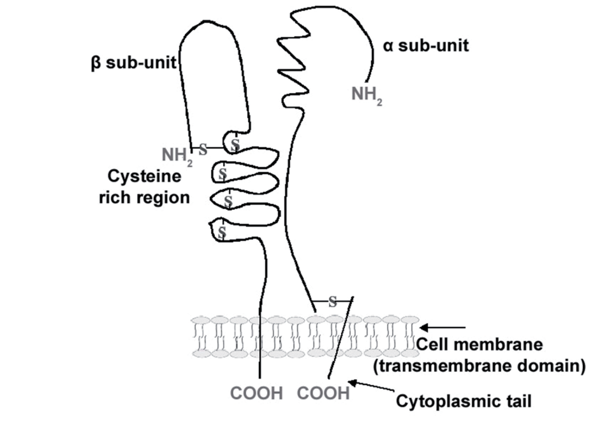 Insights into thrombosis mechanisms using high resolution SERS Insights into thrombosis mechanisms using high resolution SERS