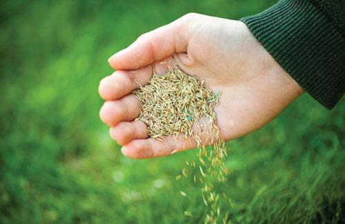Grass Seed Size and Shape