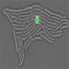 Direct identification of clinically relevant microorganisms