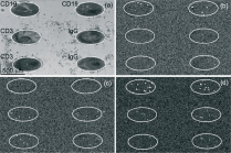 Real time detection of lymphocytes with SPRi