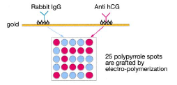 Antibody-Antigen Specific interaction