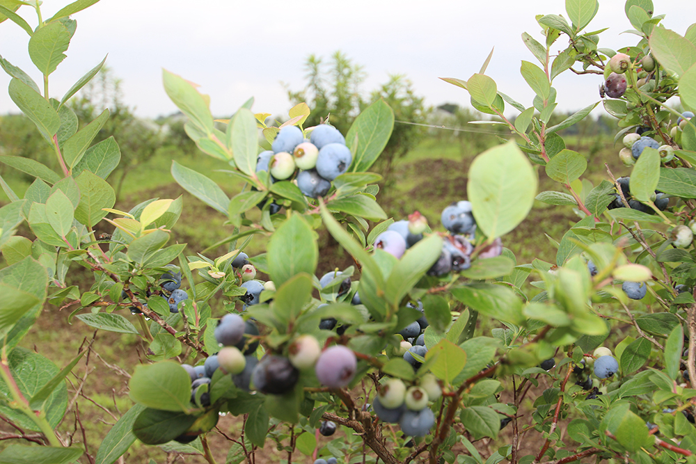 自社農場で微生物を用いた土壌改良の実証実験に協力 人の健康を食から支える Horiba