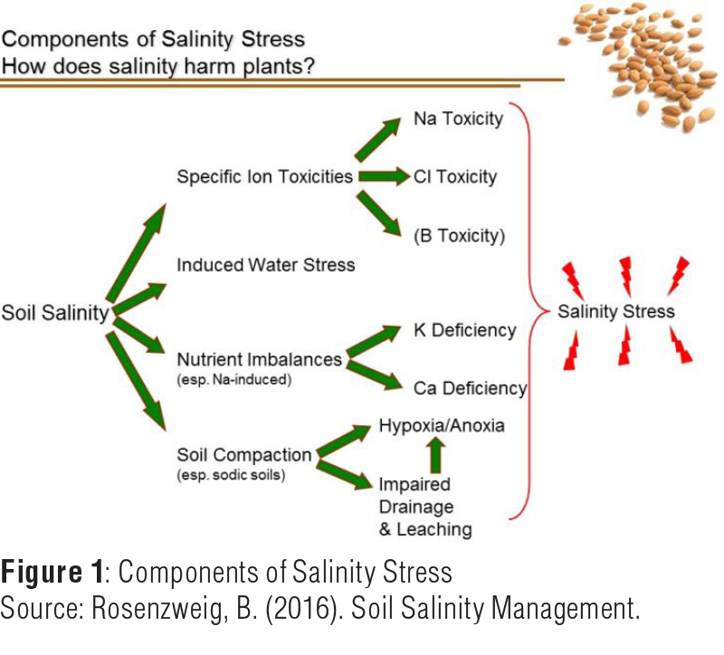 primary salinity